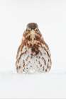 Fox Sparrow foraging in snow Botanical Print